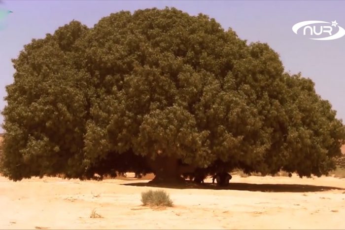 Это дерево помнит Пророка ﷺ!