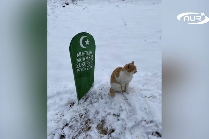 Кот не покидает могилу хозяина-мусульманина!